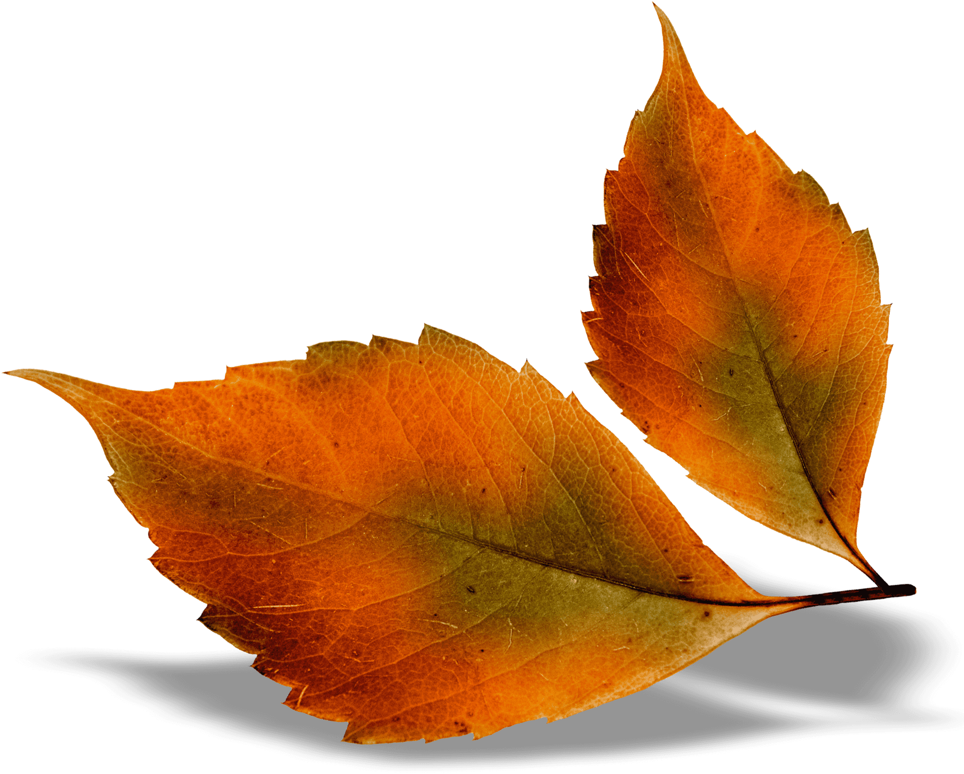 Autumn Leaves Transparent Background PNG Image