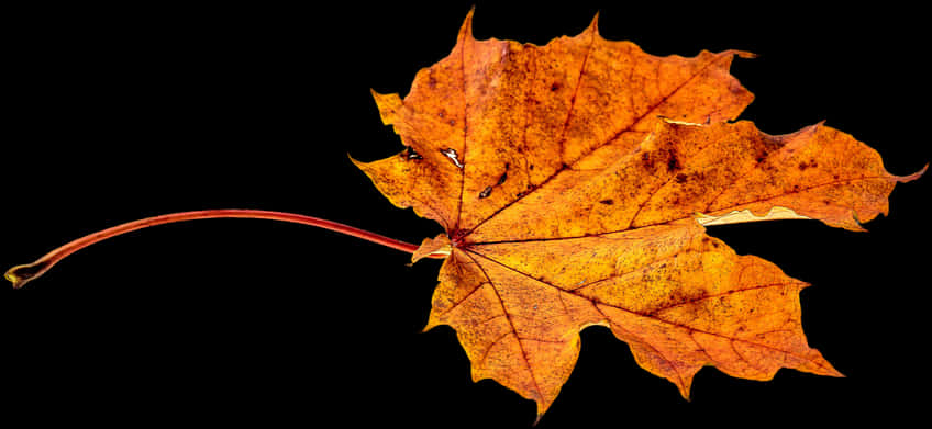 Autumn Maple Leaf Black Background PNG Image