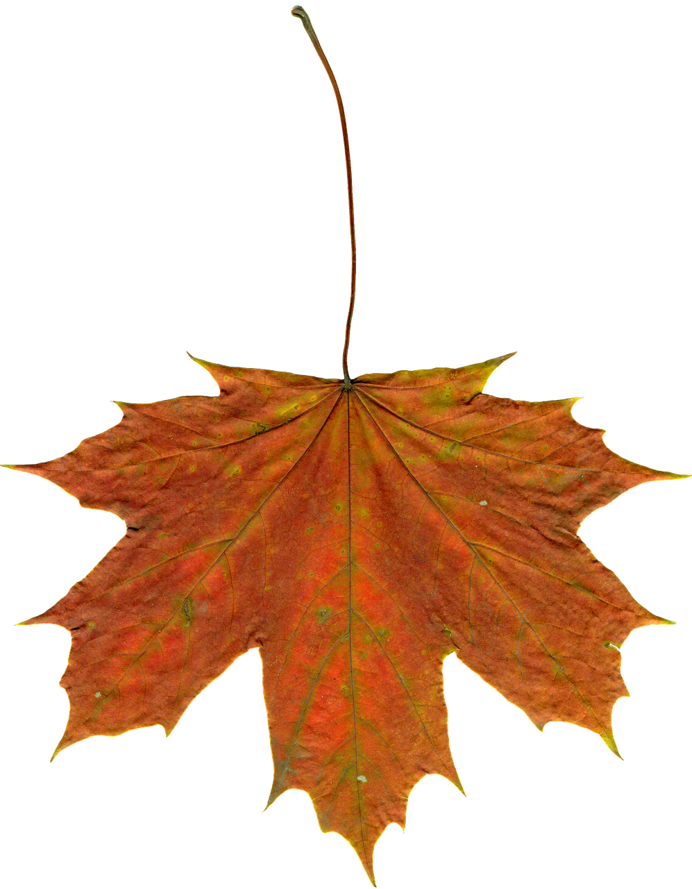 Autumn Maple Leaf Texture PNG Image