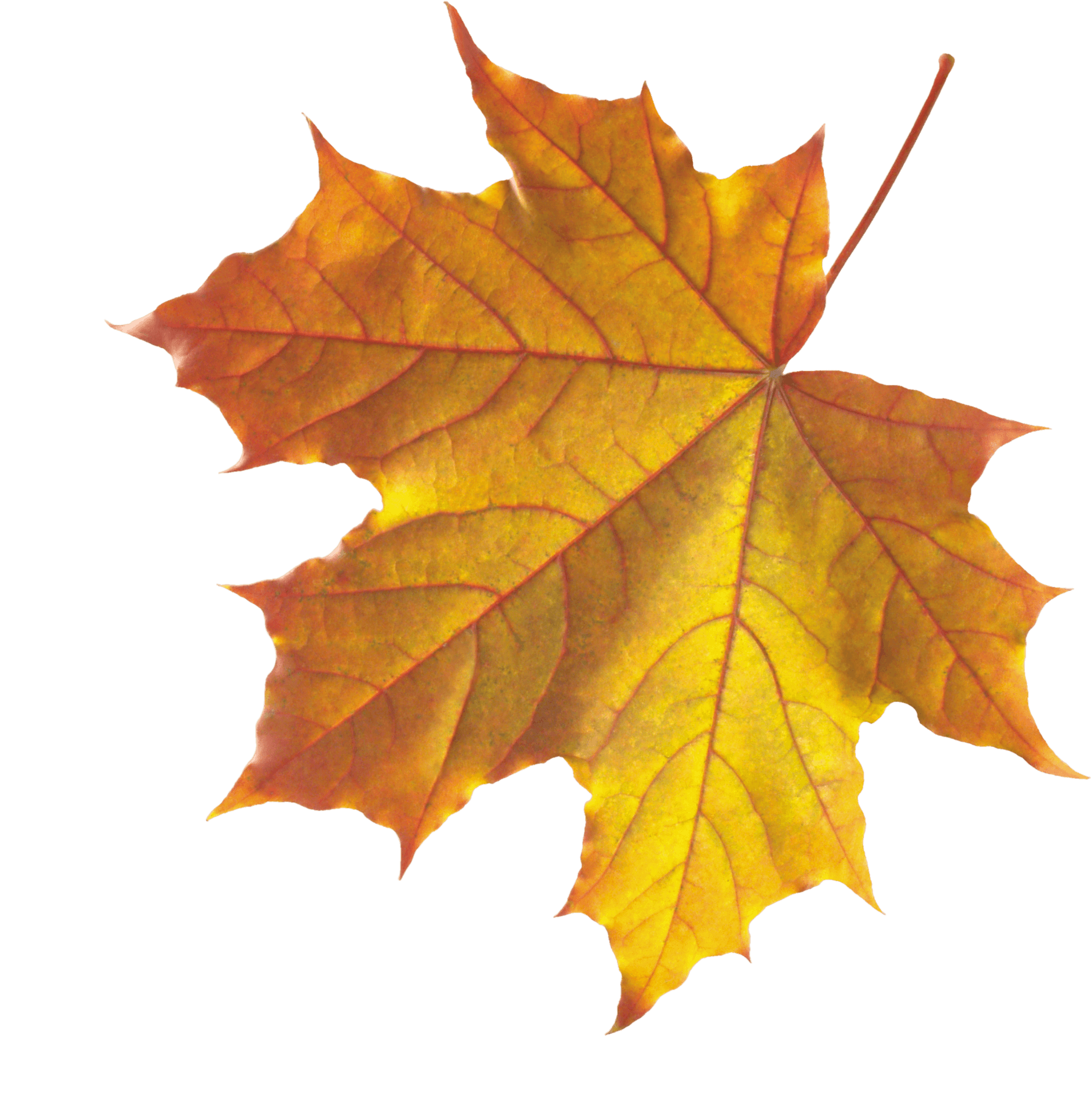 Autumn Maple Leaf Transparent Background PNG Image