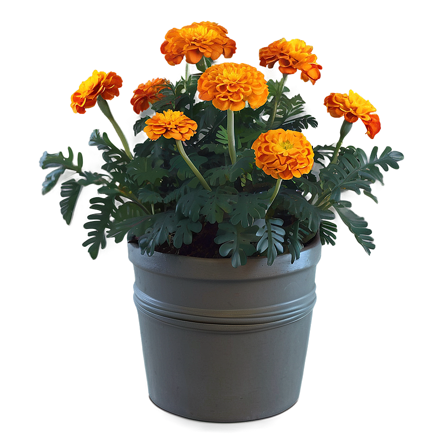 Autumn Marigolds Display Png 58 PNG Image