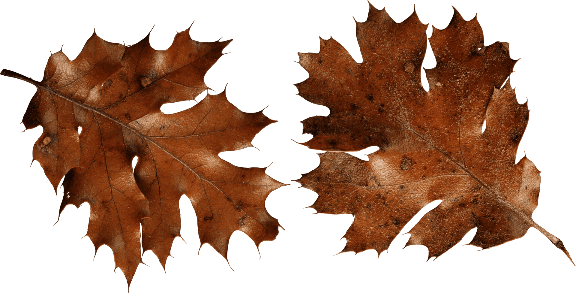 Autumn_ Oak_ Leaves_ Transparent_ Background.png PNG Image