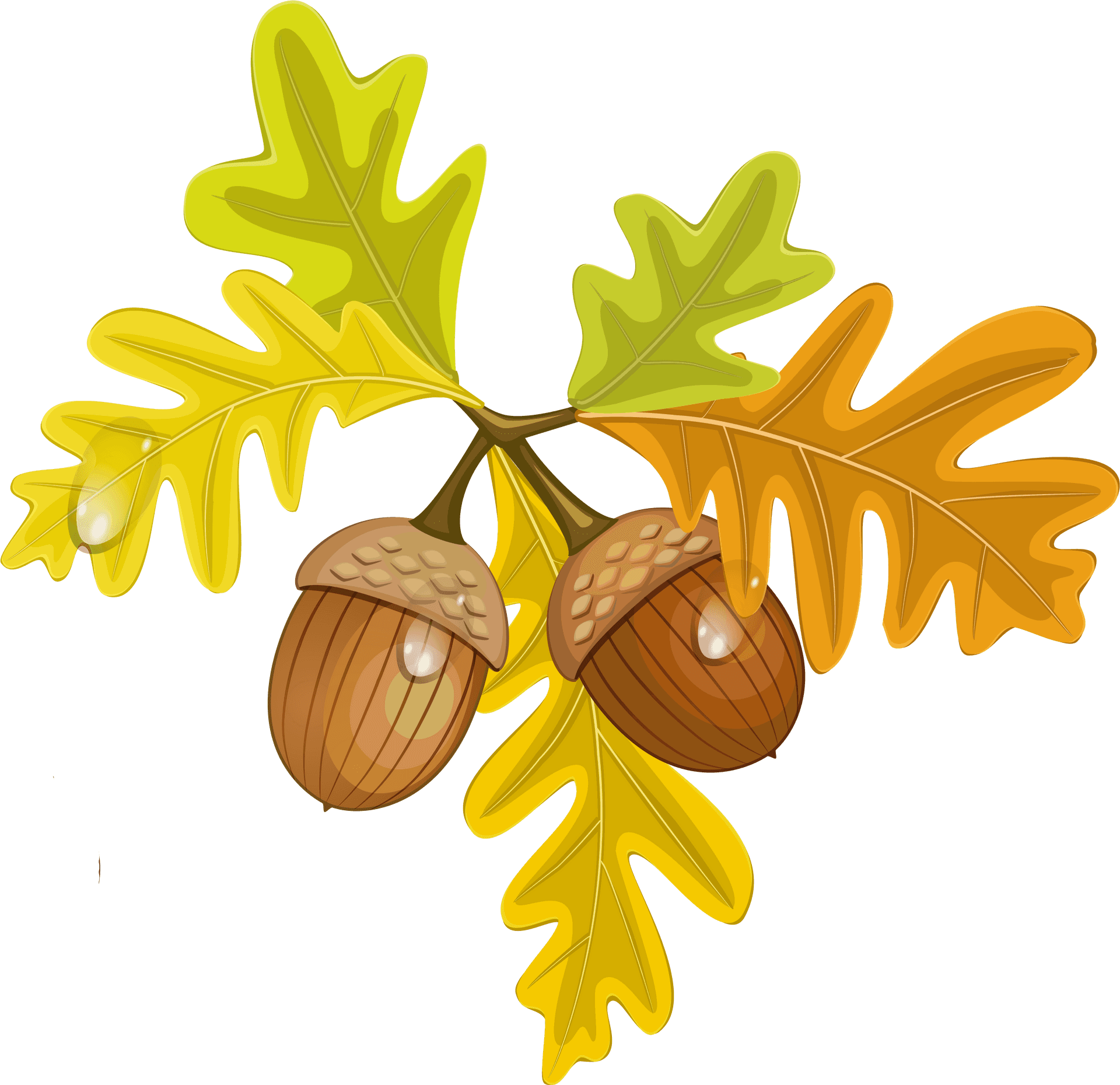 Autumn Oak Leavesand Acorns PNG Image