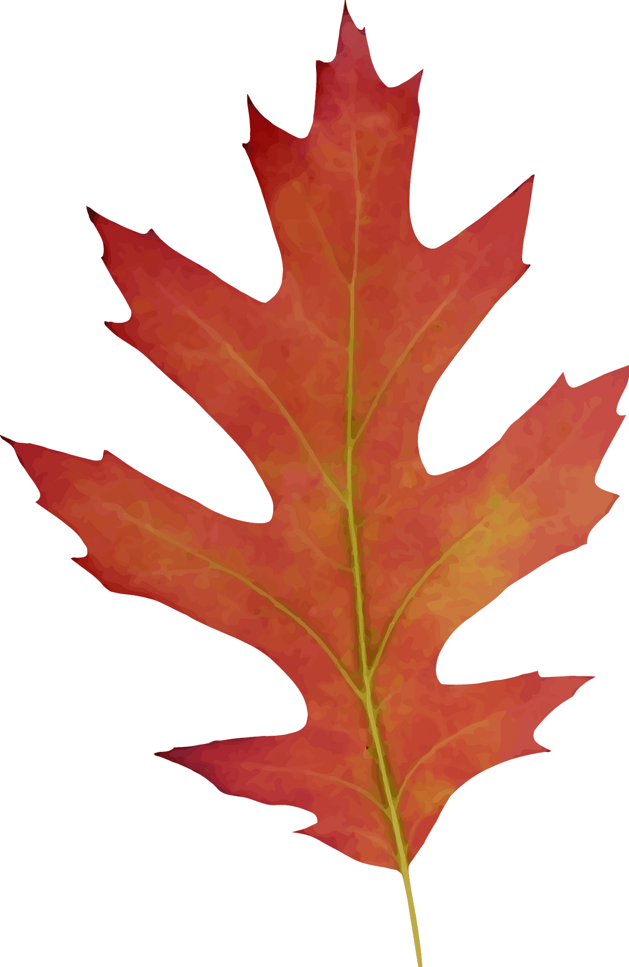 Autumn Red Oak Leaf PNG Image