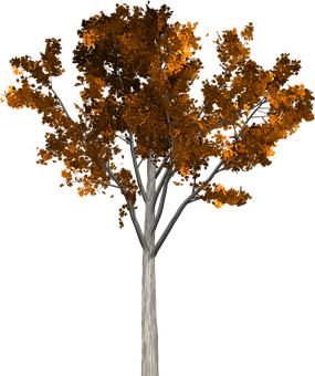 Autumn Tree Black Background PNG Image