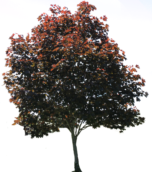 Autumn Tree Isolated Background PNG Image