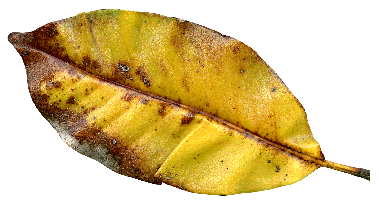 Autumnal Decay Leaf Texture PNG Image