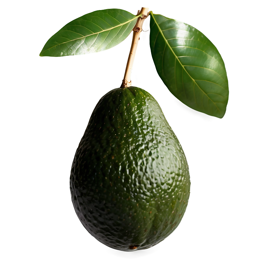 Avocado Branch Png 8 PNG Image