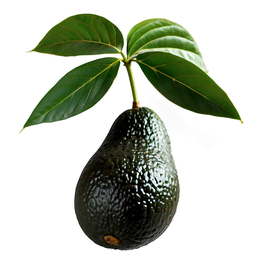 Avocado Branch Png Gyk PNG Image