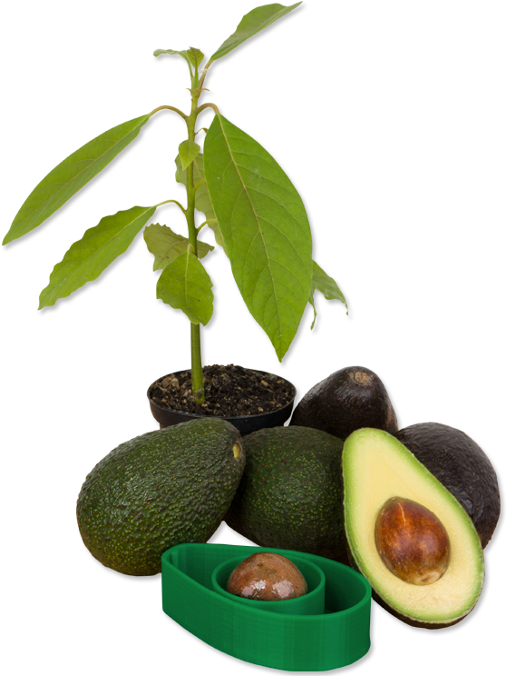 Avocado Life Cycle Progression PNG Image