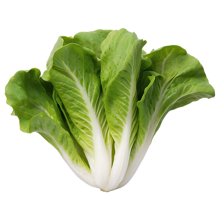 Baby Lettuce Leaves Png Qmp35 PNG Image