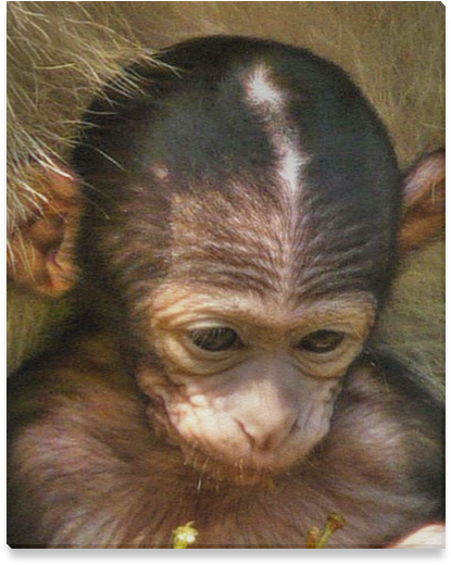 Baby Orangutan Contemplation PNG Image