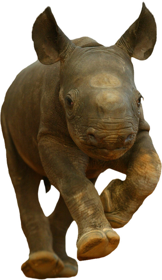 Baby Rhino Charging Isolated Background.png PNG Image