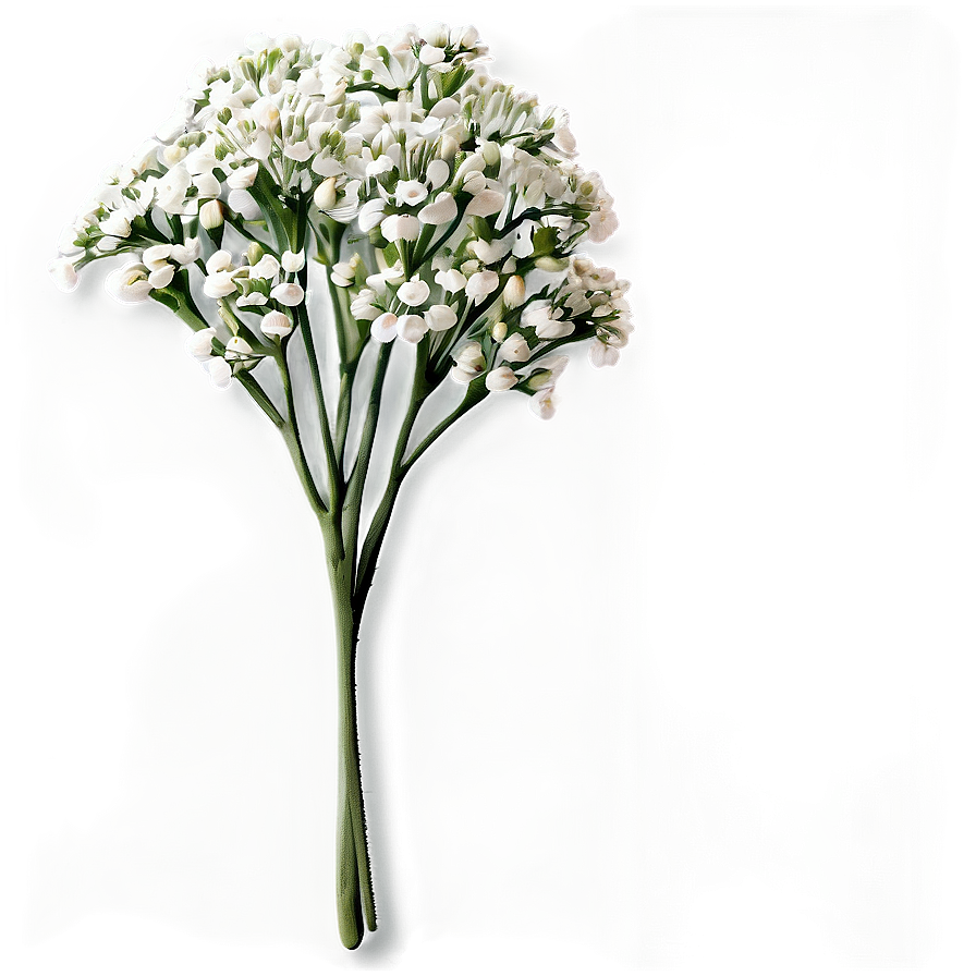 Baby's Breath Greeting Card Png Ncm50 PNG Image