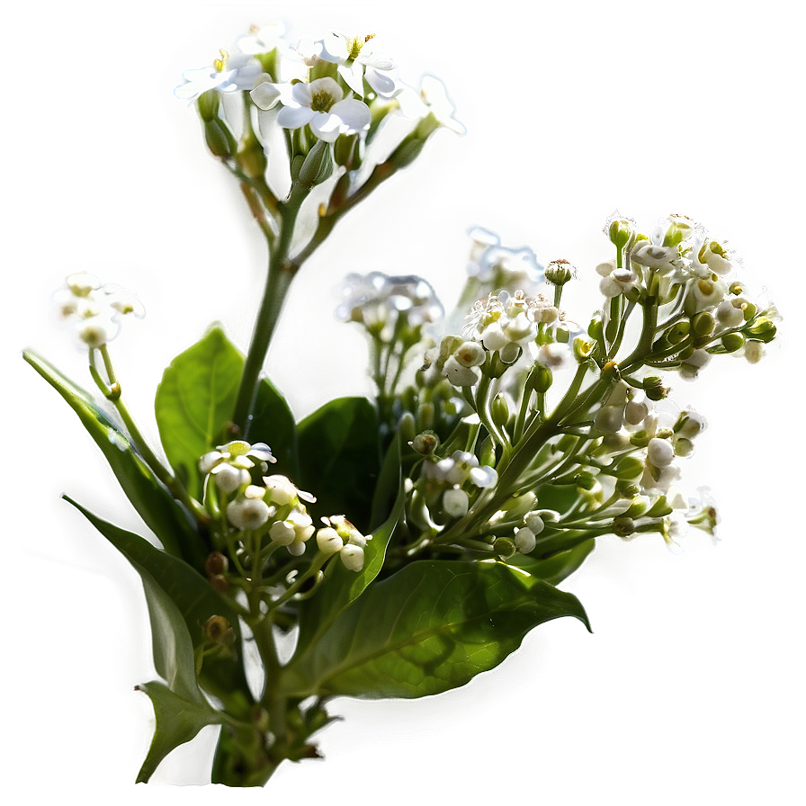 Baby's Breath In Sunlight Png Oqt56 PNG Image