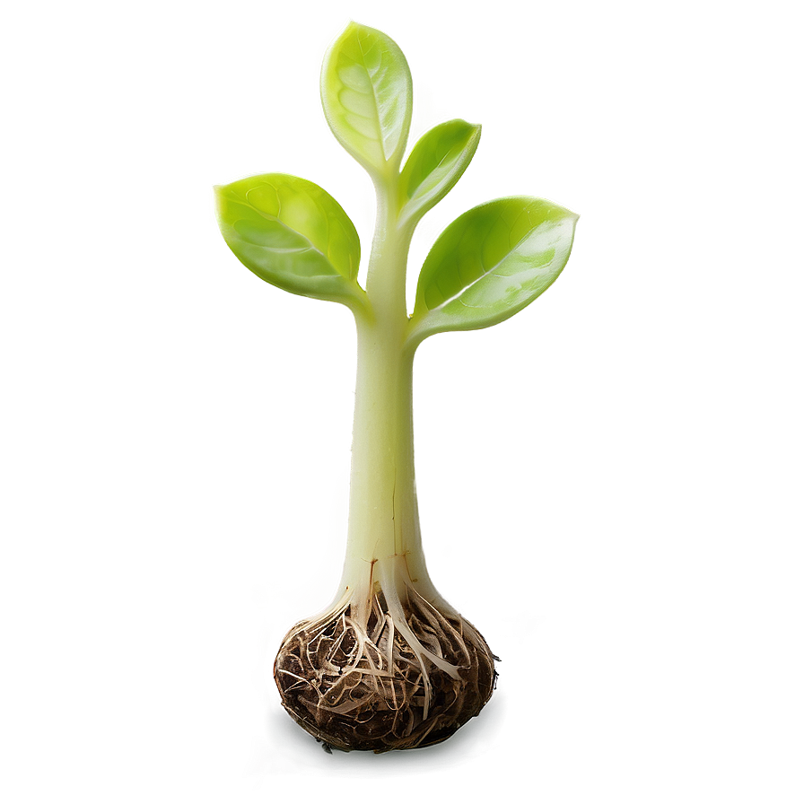 Baby Sprout Png Ggg PNG Image