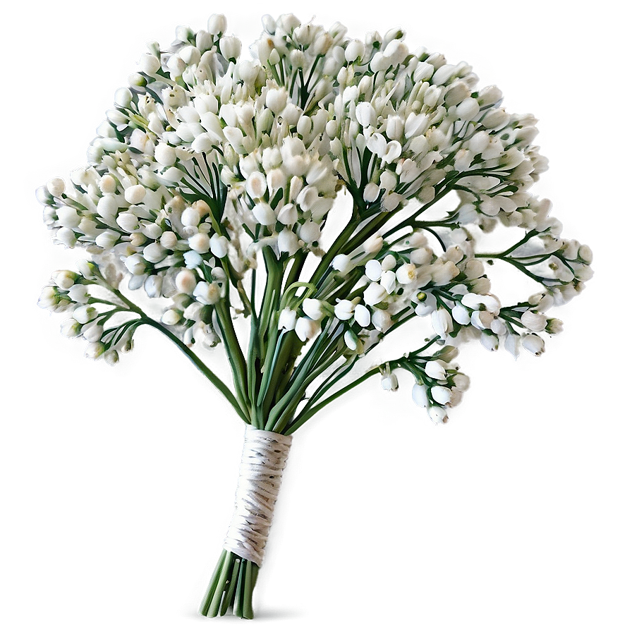 Babys Breath Summer Wedding Accent Png 06132024 PNG Image