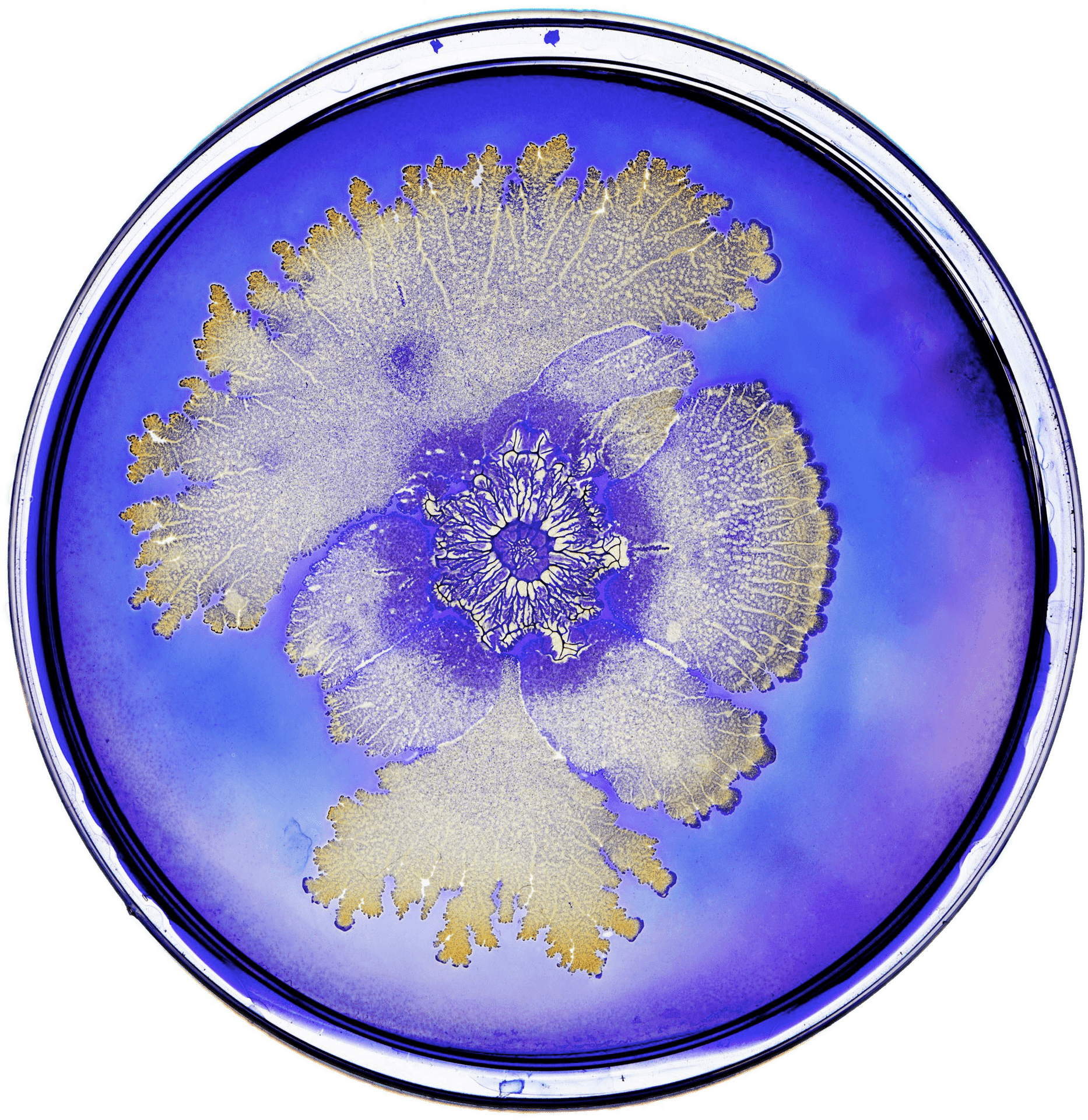 Bacterial Colony Patterns Petri Dish PNG Image