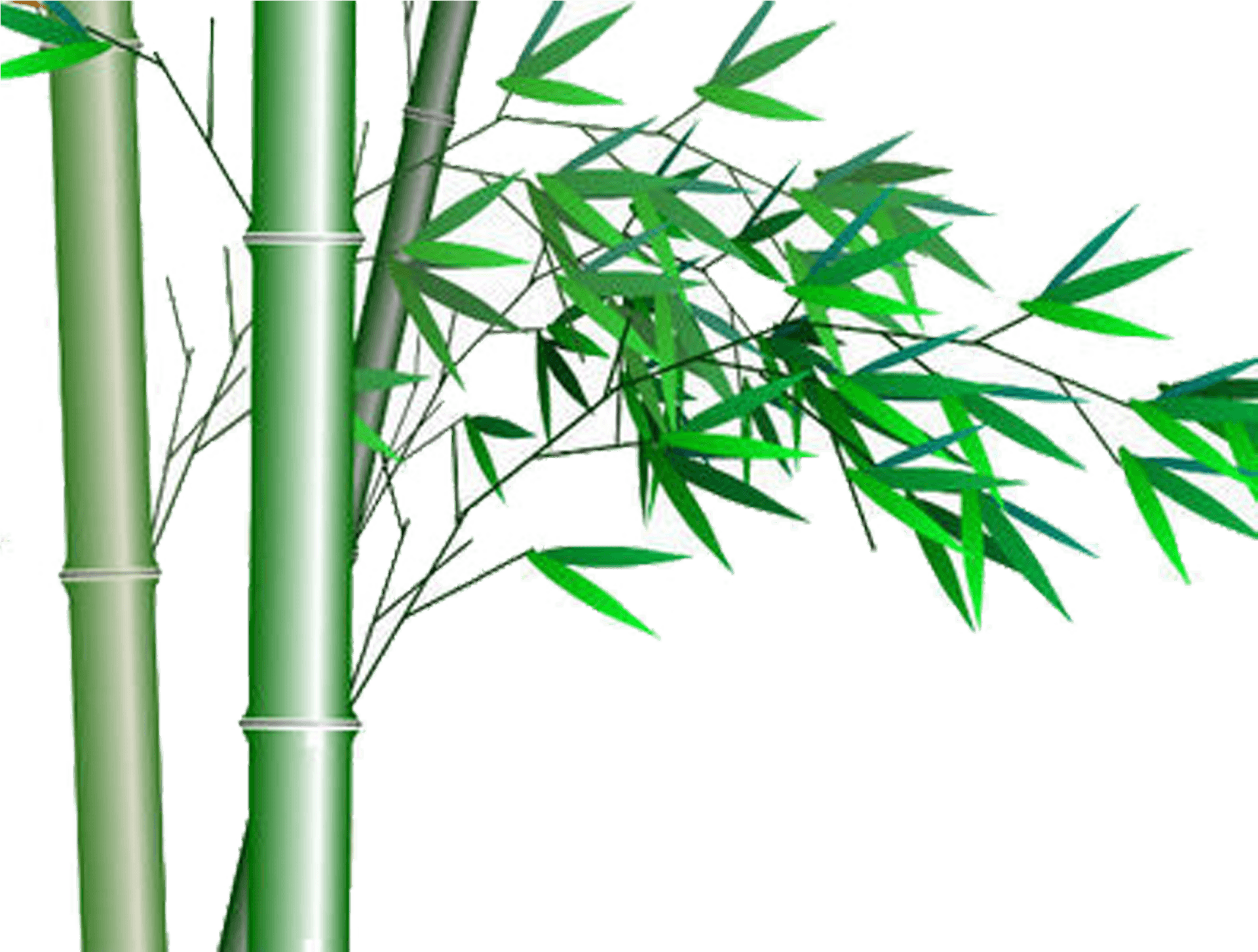 Bamboo Stalksand Leaves Graphic PNG Image