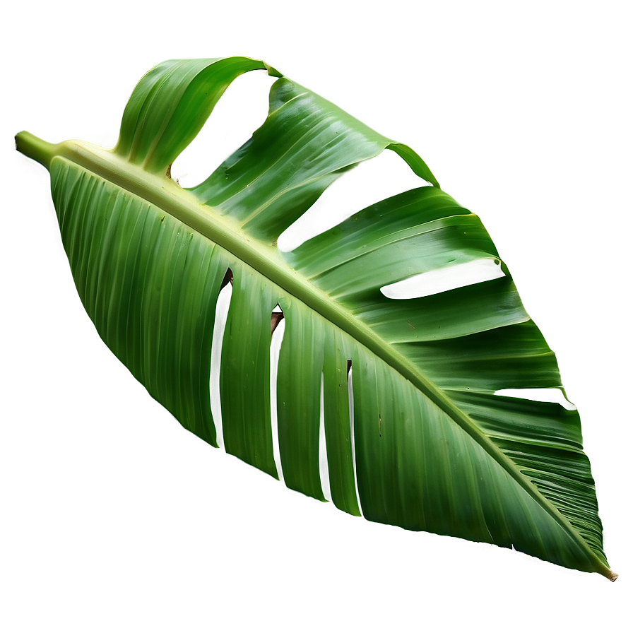 Banana Leaf Background Png 74 PNG Image