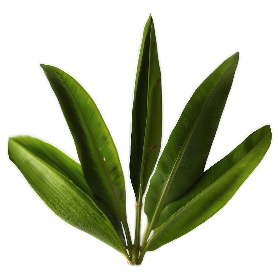 Banana Leaf D PNG Image