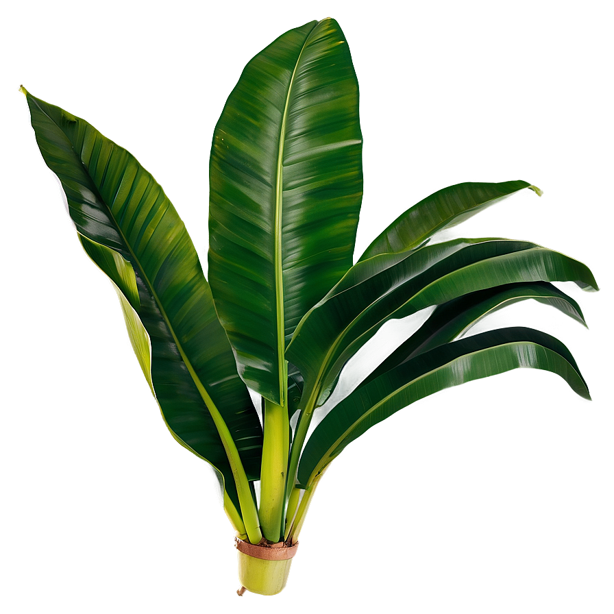 Banana Leaf Design Png 61 PNG Image