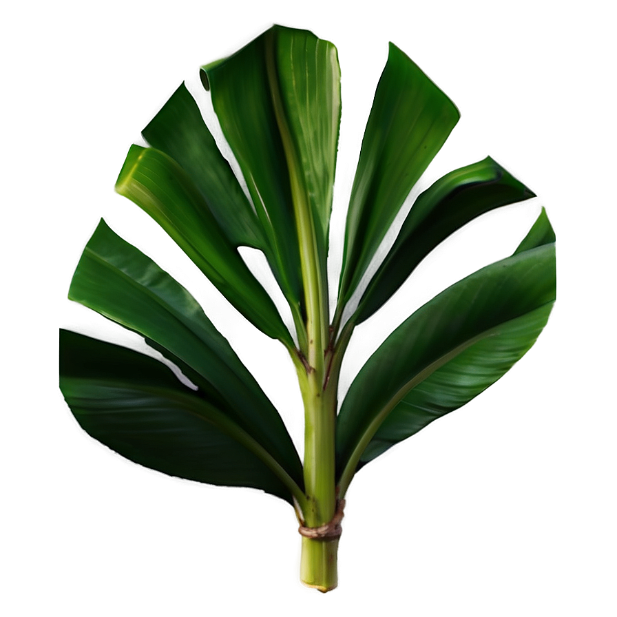 Banana Leaf Element Png Soy80 PNG Image