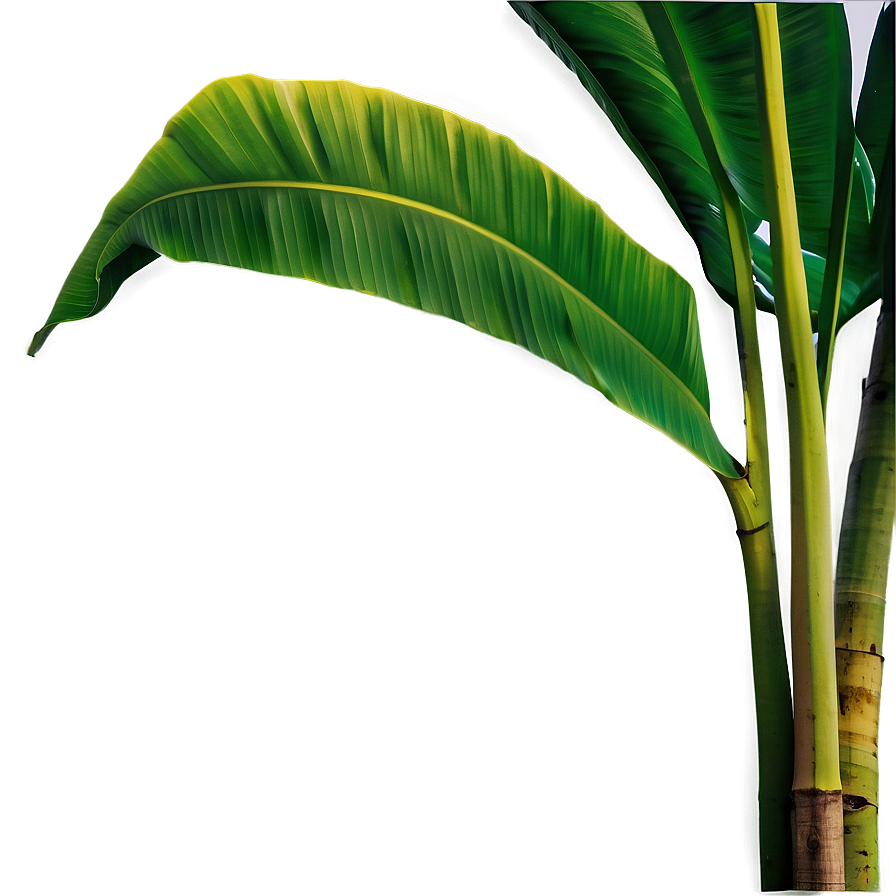 Banana Leaf In Nature Png 10 PNG Image