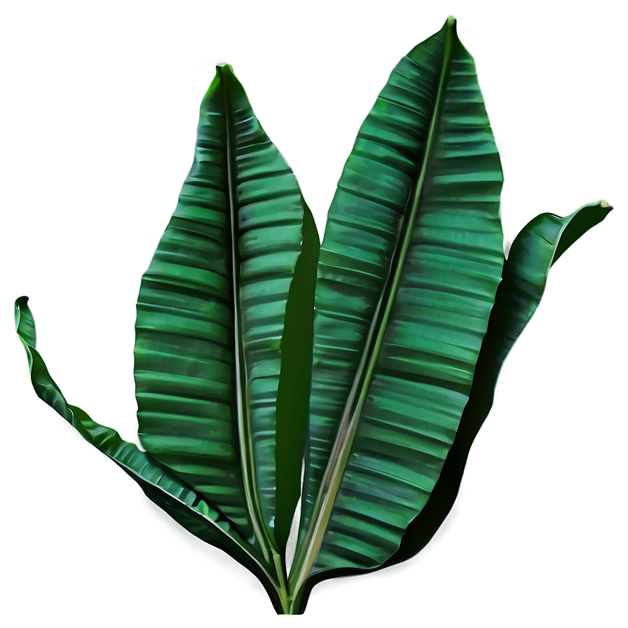 Banana Leaf Outline Png 06232024 PNG Image