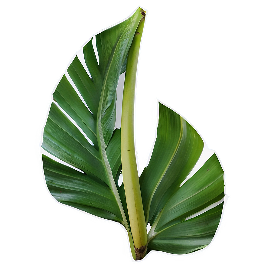 Banana Leaf Outline Png Edd PNG Image