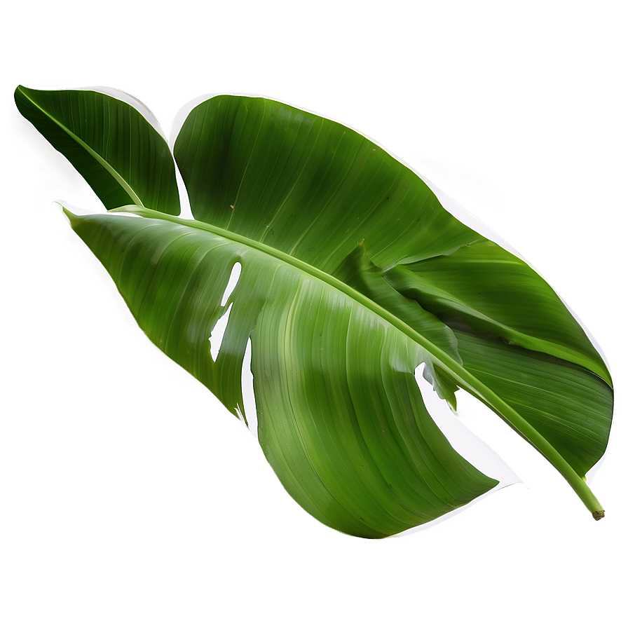 Banana Leaf Pattern Png 06232024 PNG Image