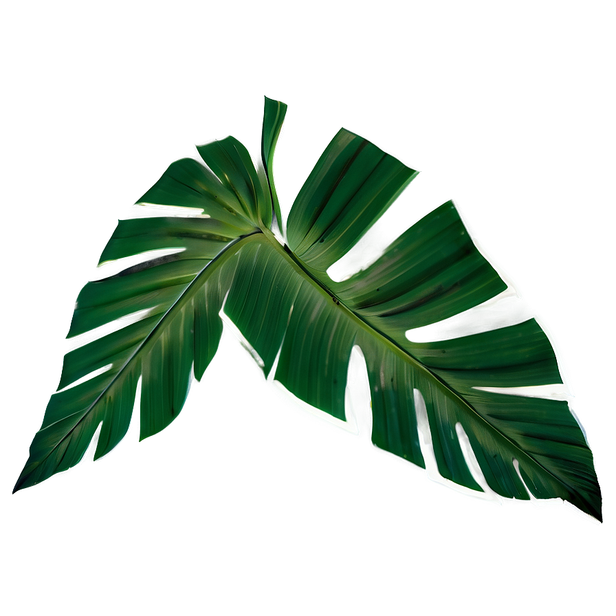 Banana Leaf Print Png Nhw PNG Image