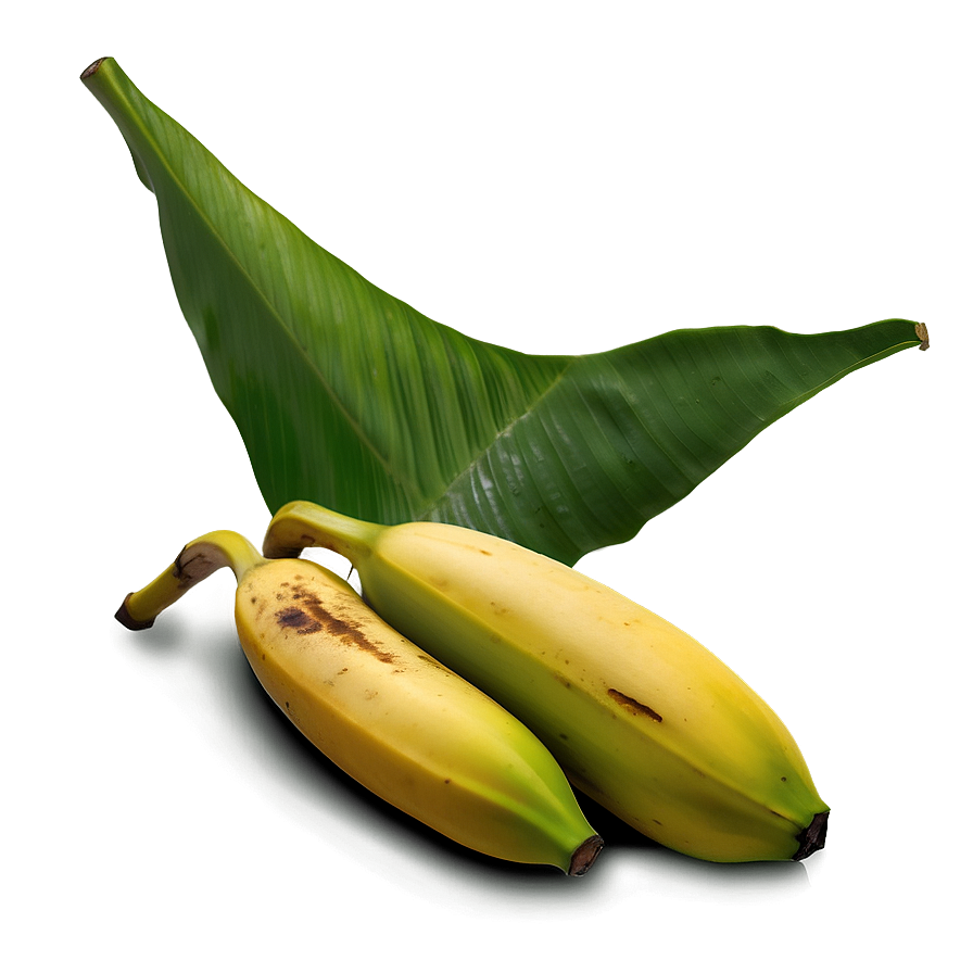 Banana Leaf Realism Png Tyy PNG Image