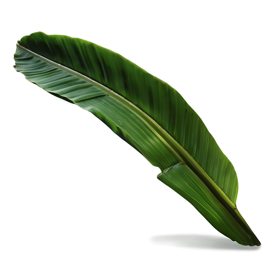 Banana Leaf Shape Png 06232024 PNG Image