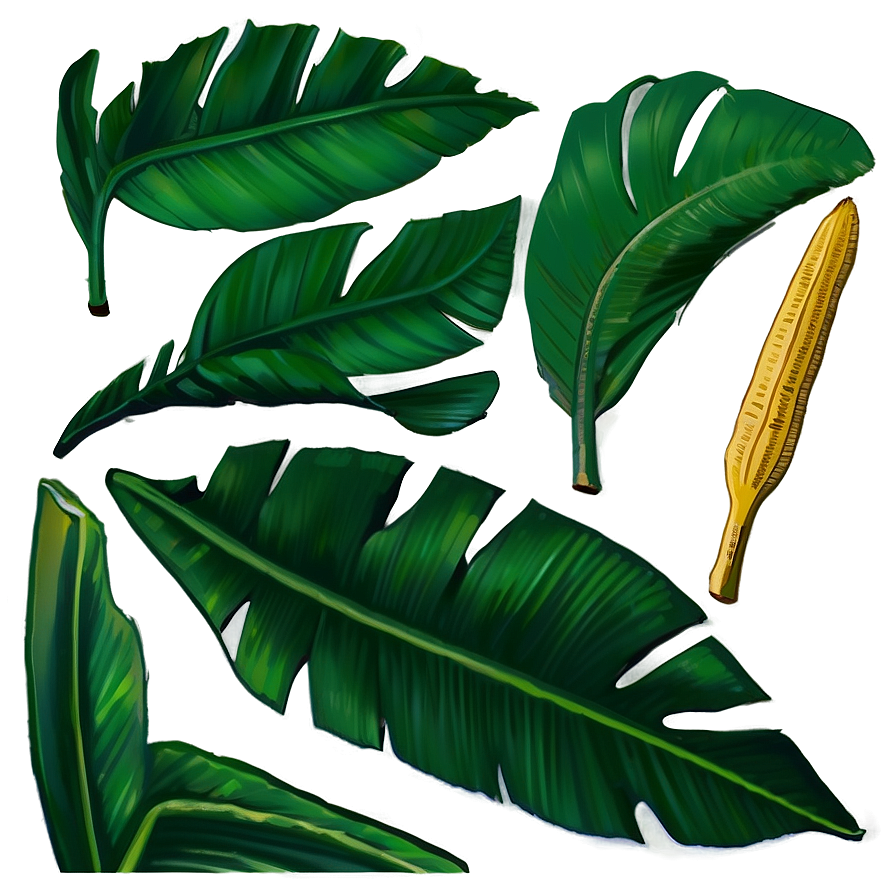 Banana Leaf Simplicity Png 06232024 PNG Image