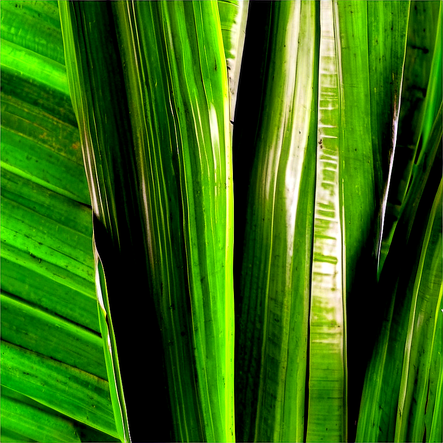 Banana Leaf Texture Png 06232024 PNG Image