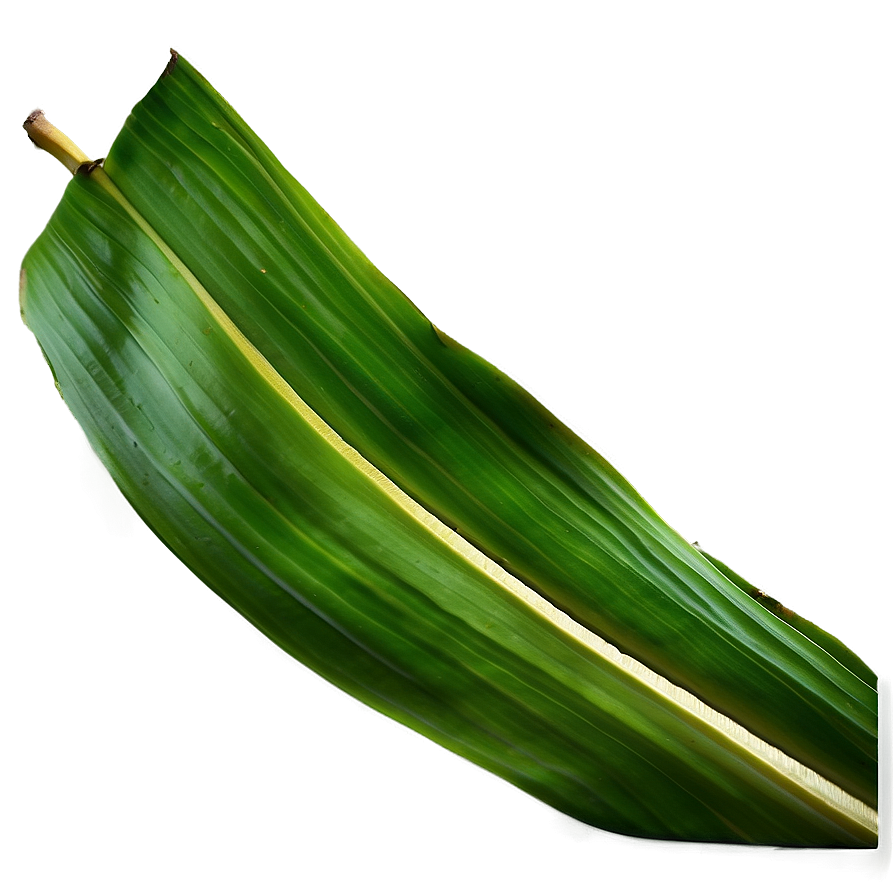 Banana Leaf Texture Png 06232024 PNG Image