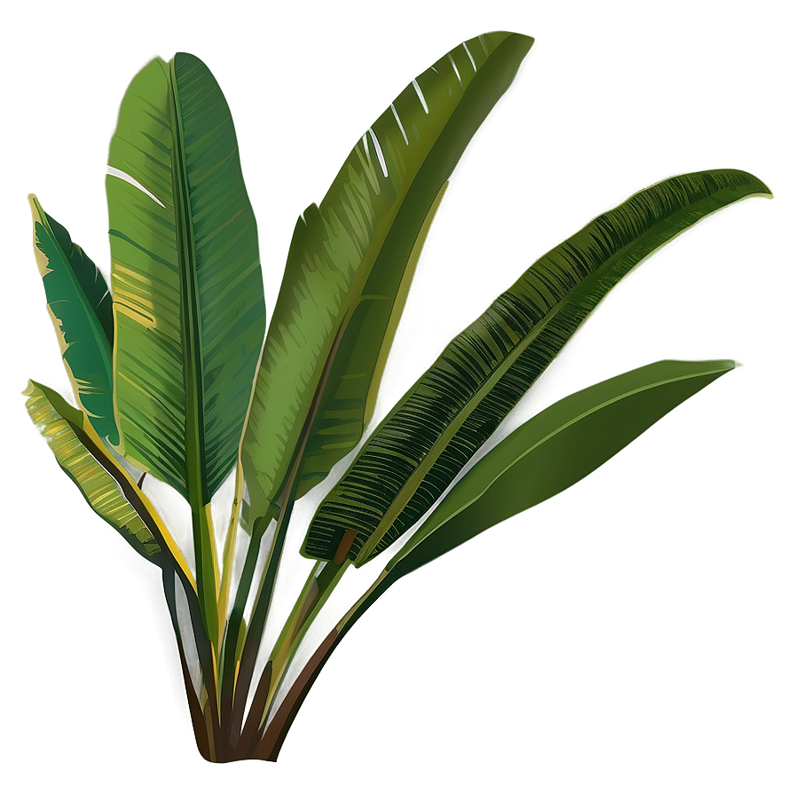 Banana Leaf Vector Png 06232024 PNG Image