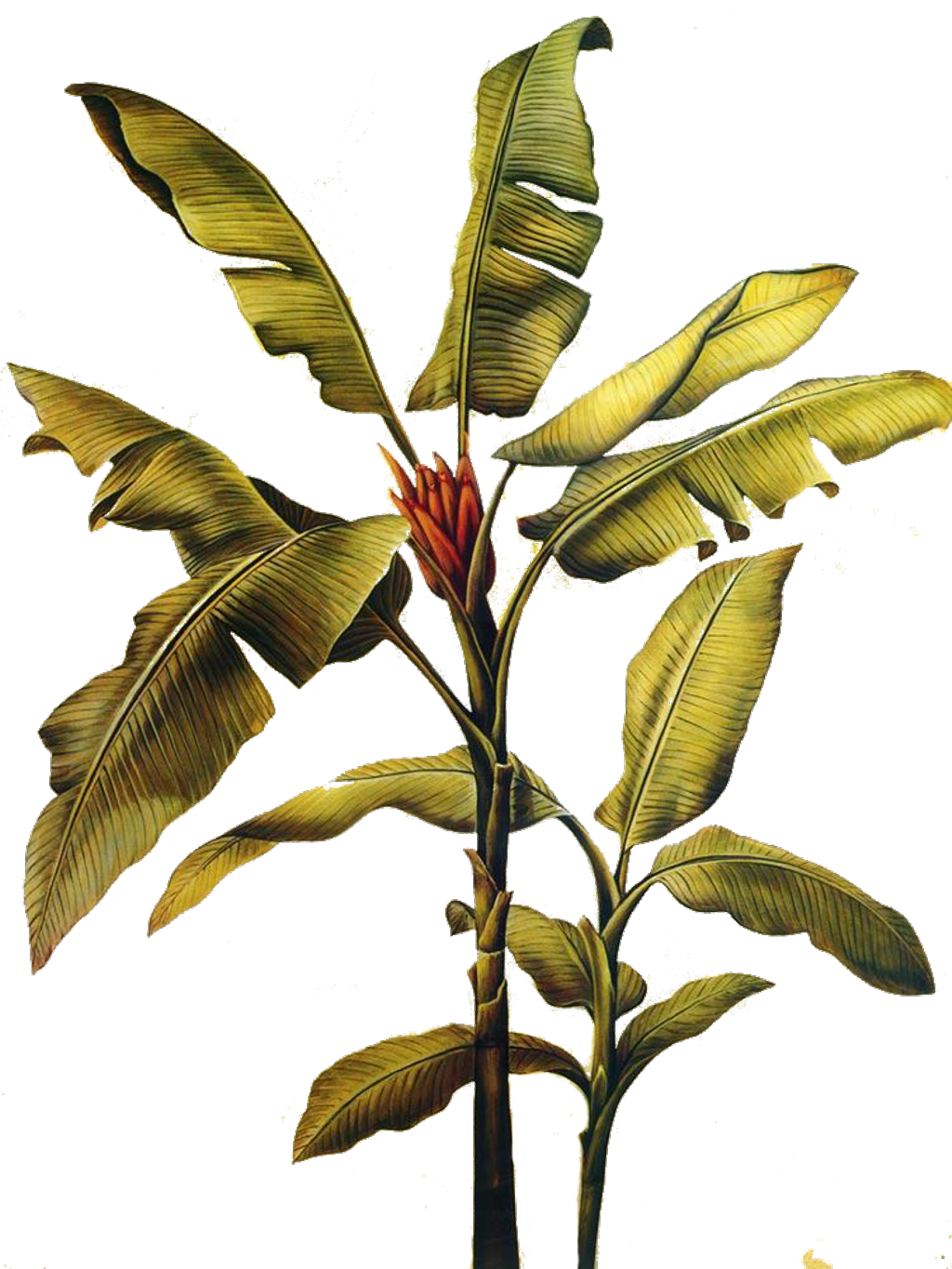 Banana Plant Illustration PNG Image