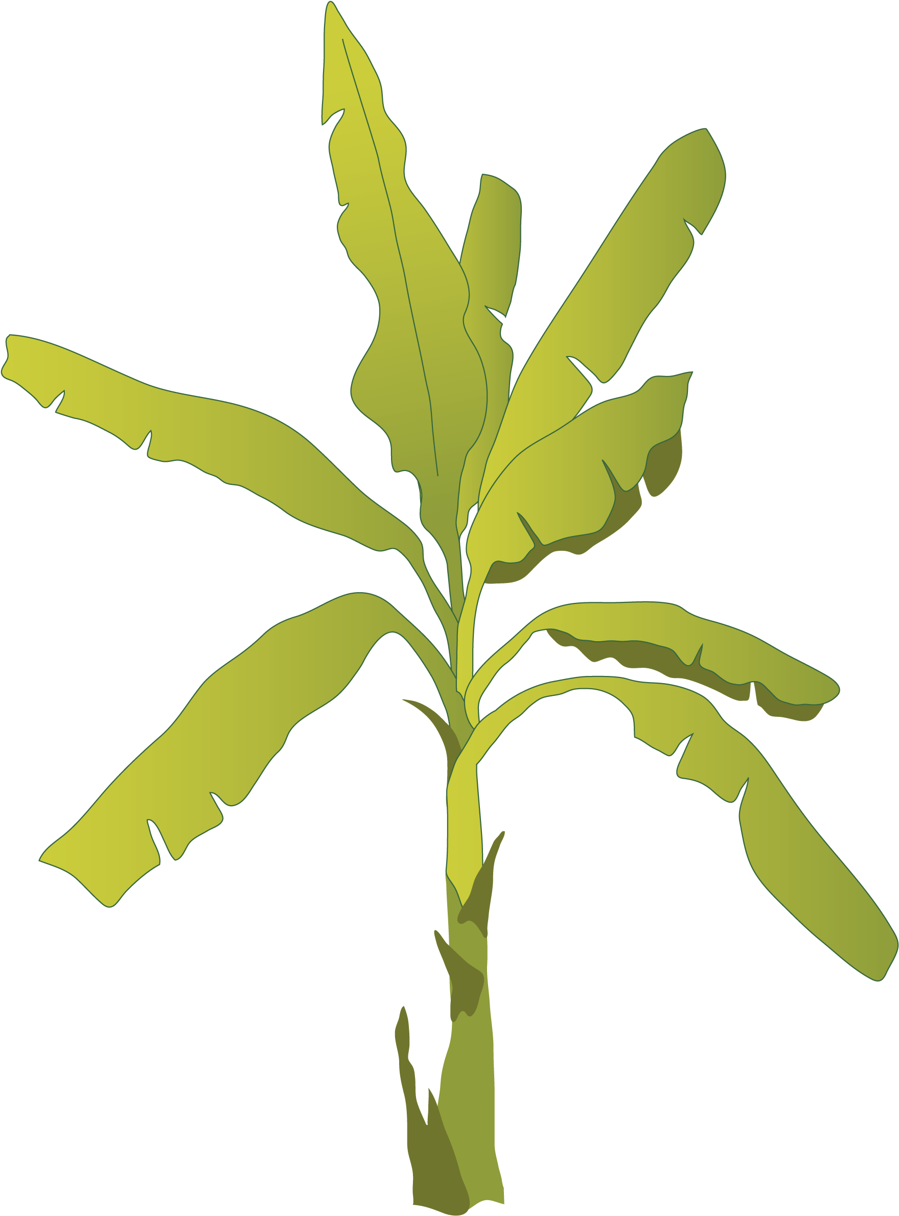 Banana Tree Vector Illustration PNG Image