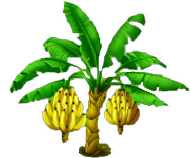 Banana Tree With Bunches PNG Image