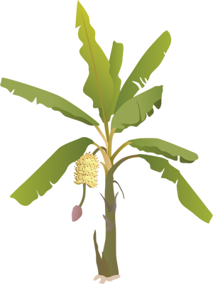 Banana_ Tree_ With_ Flower_ Illustration PNG Image