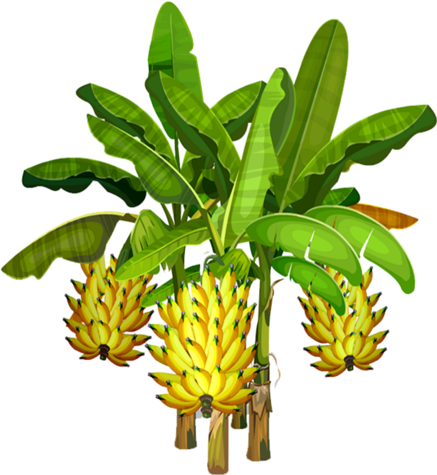 Banana Tree With Ripe Bunches PNG Image