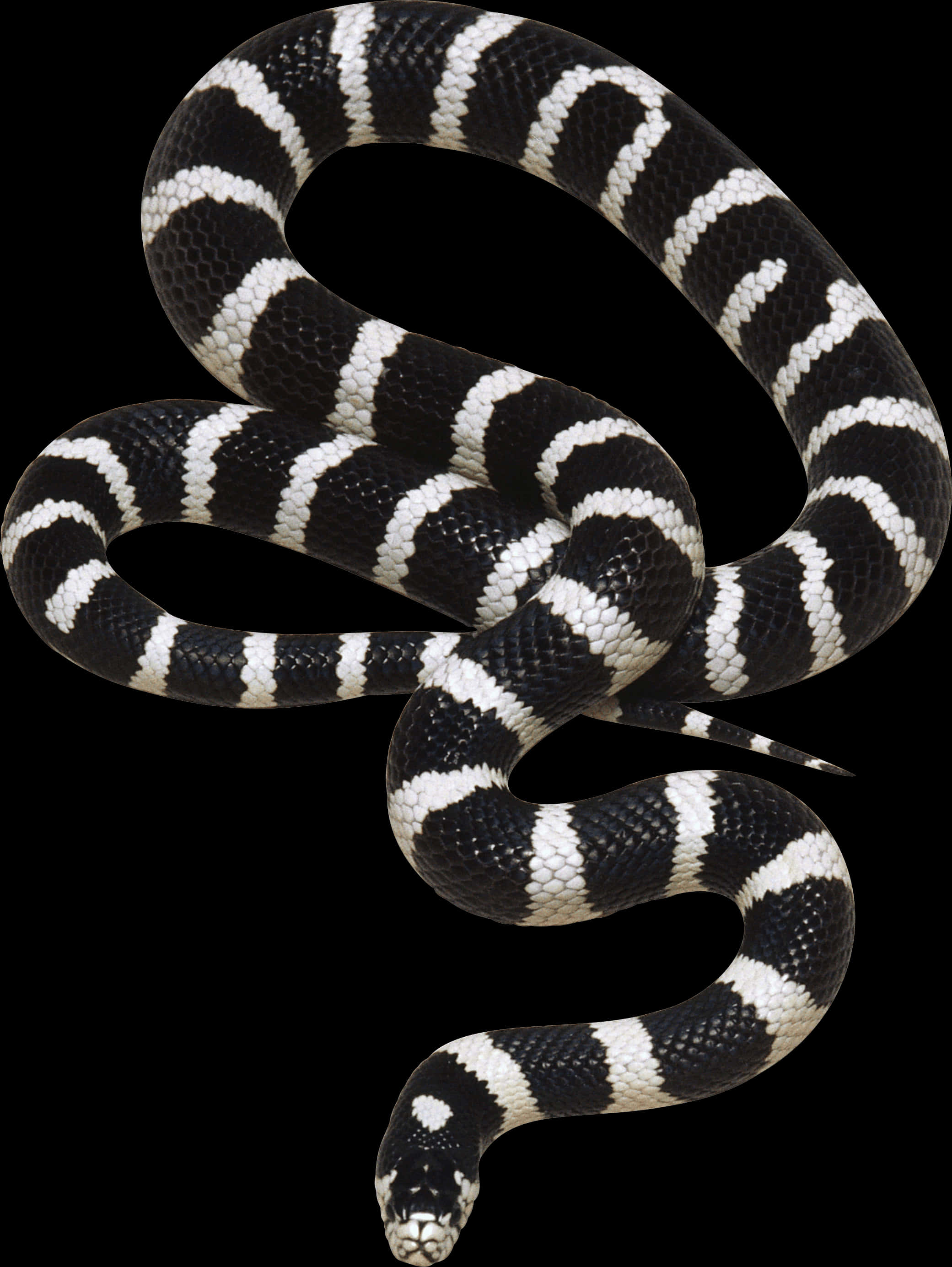 Banded Blackand White Snake PNG Image