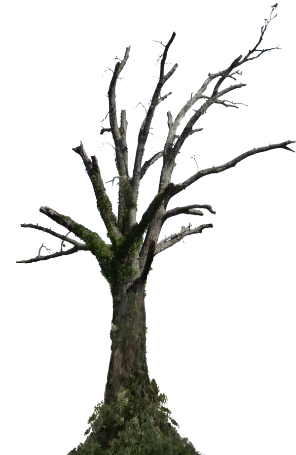 Bare_ Branches_ Dead_ Tree_ Sky_ Background PNG Image