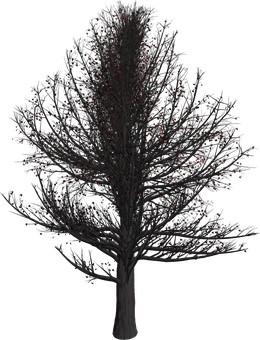 Bare Tree Against Night Sky PNG Image