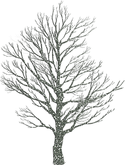 Bare Tree Against Night Sky PNG Image