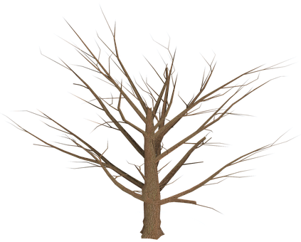 Bare Tree Against Night Sky PNG Image