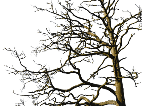 Bare Tree Against Night Sky PNG Image