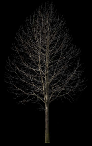 Bare Tree Against Night Sky PNG Image